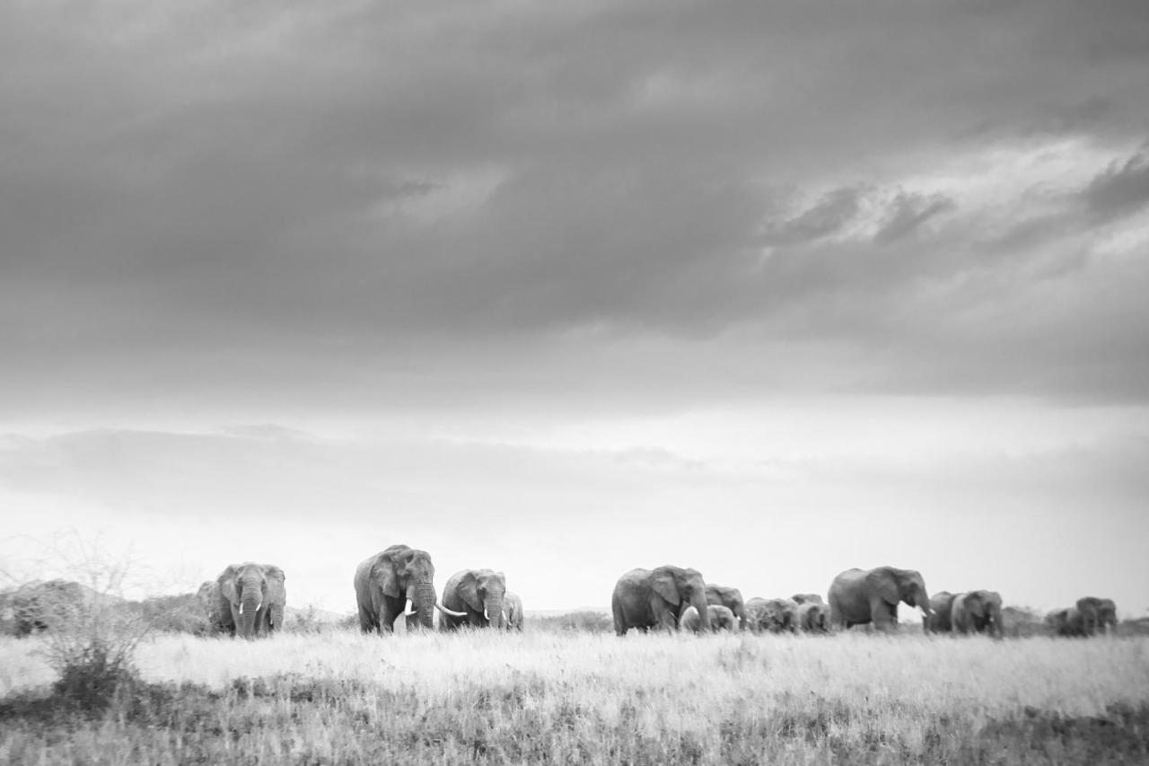 Rhino Sands Safari Camp Manyoni Private Game Reserve Экстерьер фото