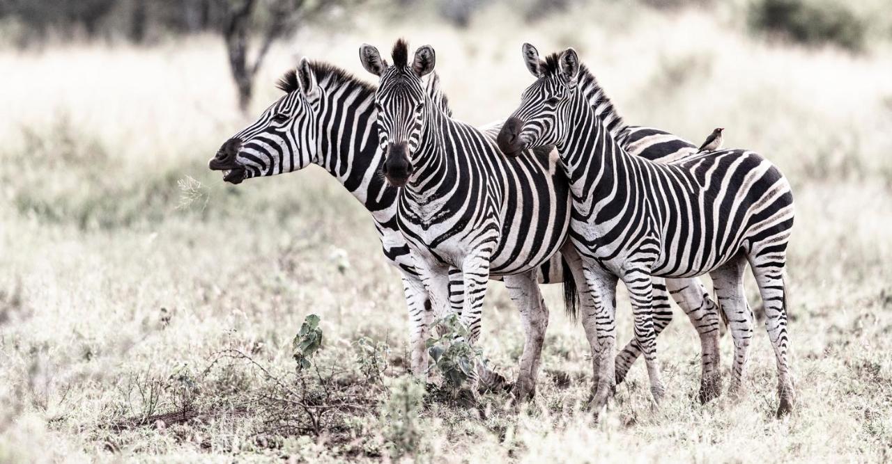 Rhino Sands Safari Camp Manyoni Private Game Reserve Экстерьер фото